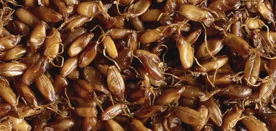 Grãos e Sementes